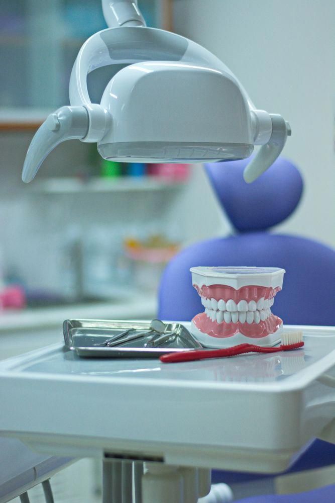 Modelo dental didáctico